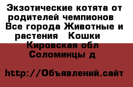  Экзотические котята от родителей чемпионов - Все города Животные и растения » Кошки   . Кировская обл.,Соломинцы д.